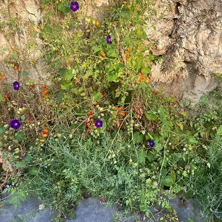 Aguglia Persa 2 Privat bolig *